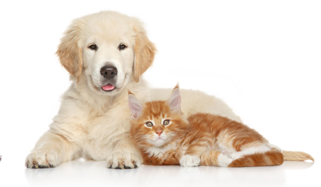 Clínica Veterinária